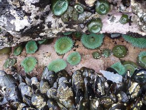 Read article: How is climate change impacting shellfish in the ocean?