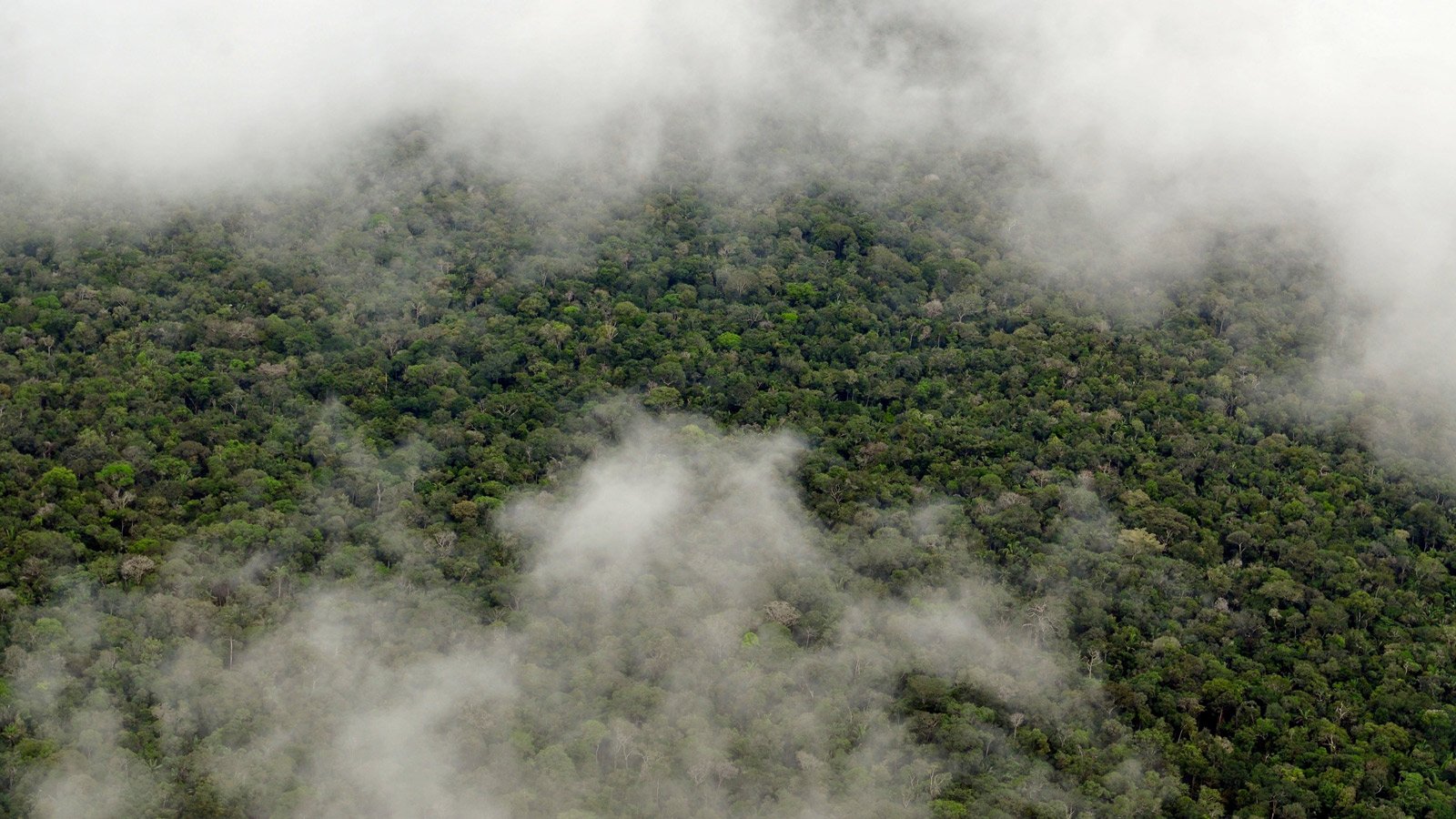 The Amazon rainforest. Credit: Center for International Forestry Research