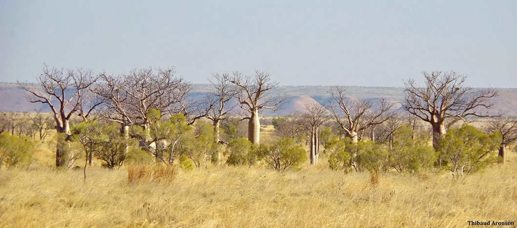 Semi-arid landscape