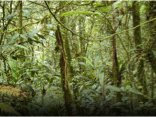 Read article: NASA Finds Good News on Forests and Carbon Dioxide