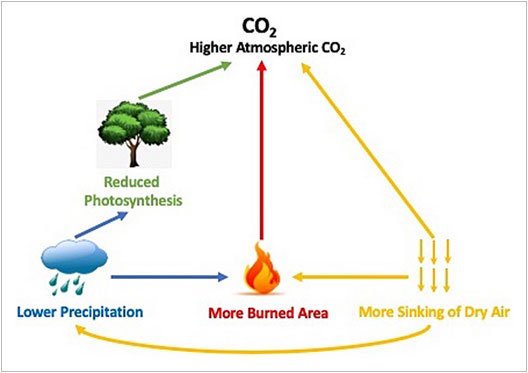 This diagram demonstrates the impact of dry/fire conditions on atmospheric CO2.