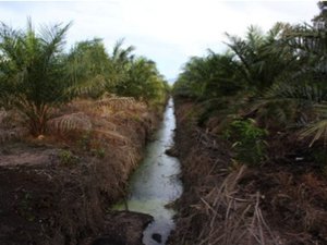 Read article: Tropical peatland carbon losses from oil palm plantations may be underestimated