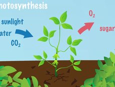 Keeping an Eye on Photosynthesis...from Space!